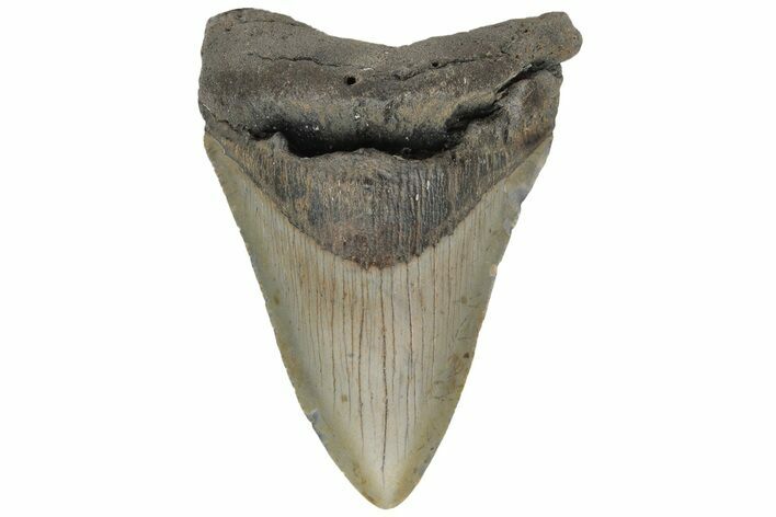 Fossil Megalodon Tooth - North Carolina #219357